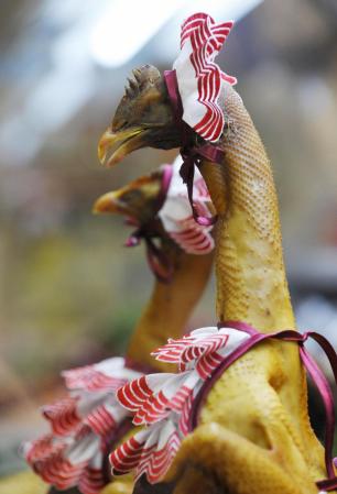 Además de que se los comen también se mofan de ellos. Pollos en Rusia.