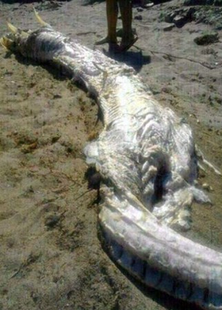 Expertos investigan la procedencia de una gigantesca criatura marina, el cual apareció descompuesto en la orilla de una playa en España.
