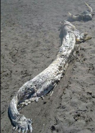Expertos investigan la procedencia de una gigantesca criatura marina, la cual apareció descompuesta en la orilla de una playa en España.
