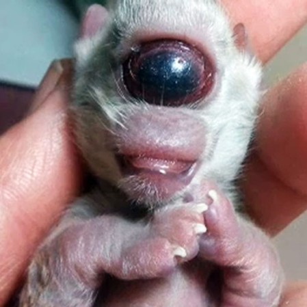 9 DE OCTUBRE, 2012: Una nueva especie de felino se une a nuestra colección de animales que meten miedo.