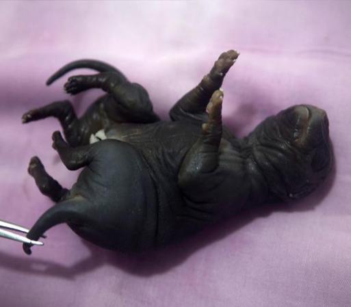 Los veterinarios trataron de mantenerle con vida<br /><br /><br /> Animales extraños que asombran y fascinan<br />