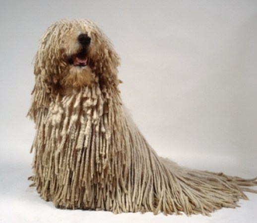 Komondor, es un perro que llama la atención por su impresionante constitución: grande y fuerte, de cuerpo cuadrado y cabeza poderosa.<br />Es un perro rústico y difícil de educar.