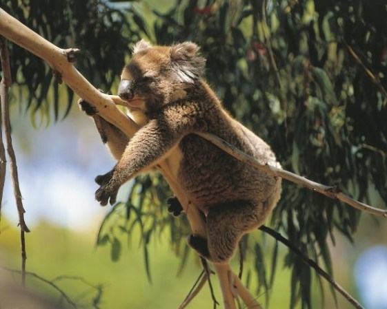 Koala, su aspecto recuerda al de un oso de peuche, con hábitos tranquilos parecidos a los de un osos perezoso.<br /><br />La gran nariz de los koalas es excepcionalmente sensible, les da información acerca de todo lo que concierne a la supervivencia, su territorio y el apareamiento.