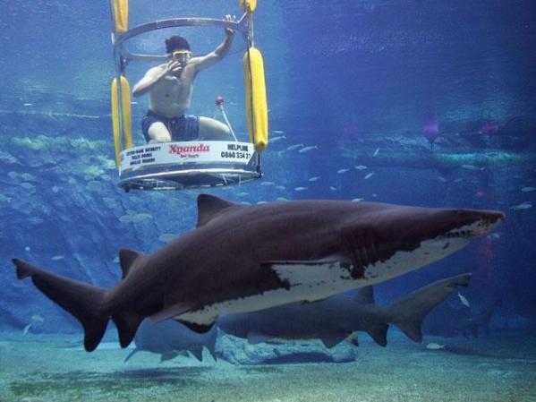 Una atracción de muchos acuarios en el mundo, ofrecen sumergirse con tiburones, este en África del Sur.