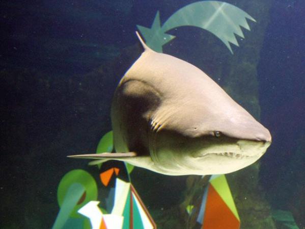 Un tiburón en el acuario de Madrid.