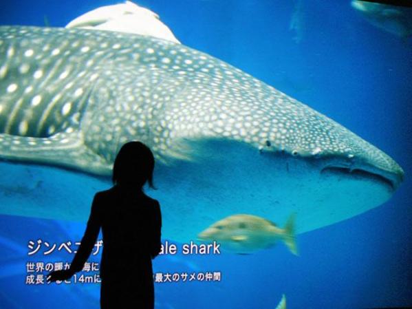 Aquí se aprecia el tamaño del tiburón ballena. Este tiburón es el pez más grande del mundo. Recuerda que la ballena no es un pez sino un mamifero marino.