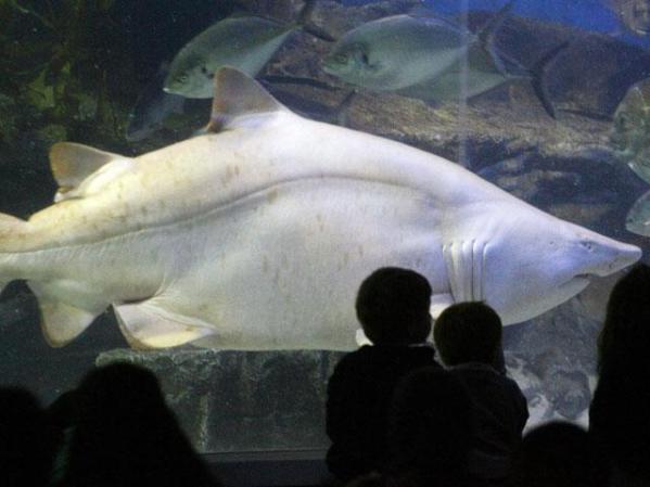 Este es un tiburón gris australiano pero obeso, al grado de que lo pusieron a dieta, esta especie tiene dos aletas en el dorso (lomo).