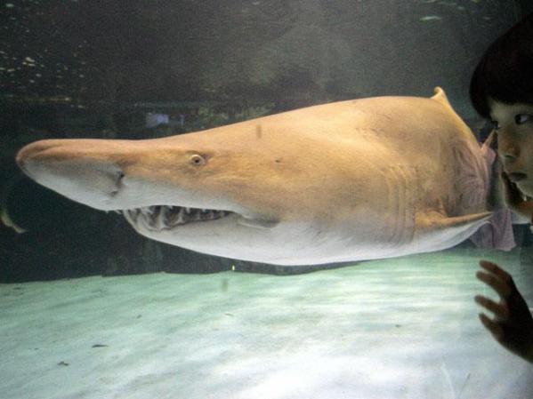 El tiburón gris también es conocido como el tiburón tigre no es considerado agresivo a menos que sea provocado.