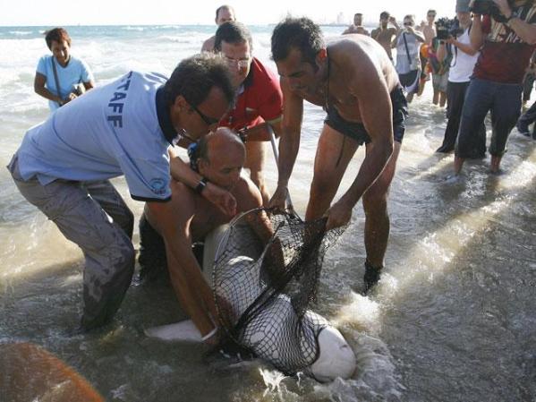 Biólogos marinos del Acuario de Barcelona intentan capturar un tiburón gris del mediterráneo, considerado como una especia no peligrosa para los humanos.