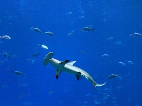 El tiburón martillo tienen la caracteristica de que se puden broncear igual que los humanos y los cerdos al exponerse al sol por mucho tiempo.