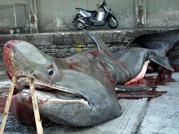 El tiburón peregrino es también muy codiciado por los pescadores, este fue capturado en Grecia. Pesa 2 toneladas y media y mide nueve metros. Se alimenta de fitoplancton.