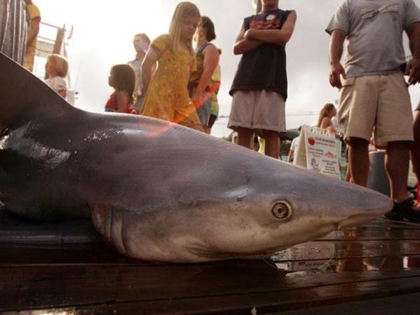 El tiburón toro es una de las especies más agresiva y responsable de los ataques a humanos. Este fue capturado en las costas de Florida donde se han reportado muchos ataques.
