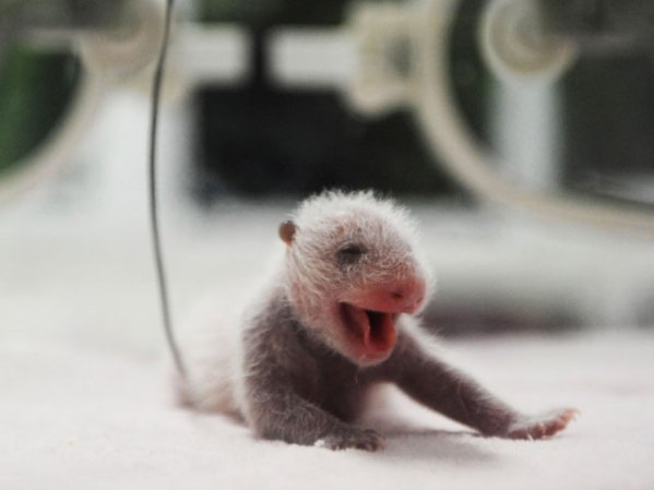 Un bebé panda nacido antes de tiempo recibe cuidados en una incubadora, en China.