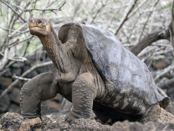 Las Islas Galápagos, Ecuador.