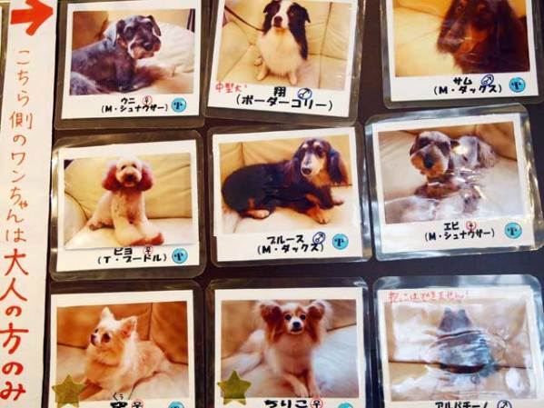 En Japón cada vez se está haciendo más popular el alquiler de perros, y los anuncios correspondientes.