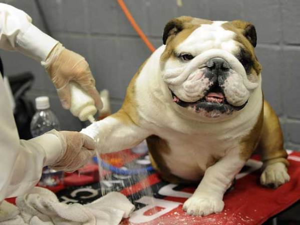 Un bulldog recibe mimos y cuidados durante una competencia de belleza canina en Nueva York.