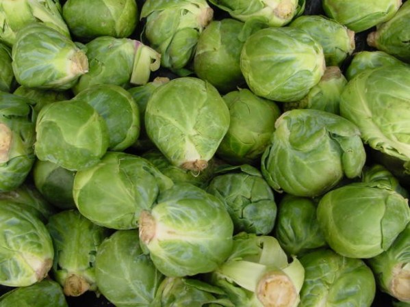 Las coles, incluidas repollitas de bruselas, alfalfa y brócoli también hacen de las suyas cuando no son debidamente estirilizadas. Son también hábitat de la salmonella y la E.Coli.