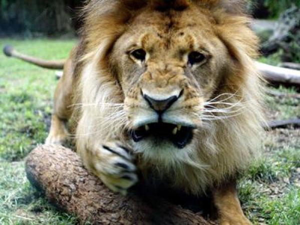 El león africano es el cazador perfecto, de gran rapidez y afiladas uñas y colmillos. Además, como epítome del animal carnívoro, siempre tiene hambre..