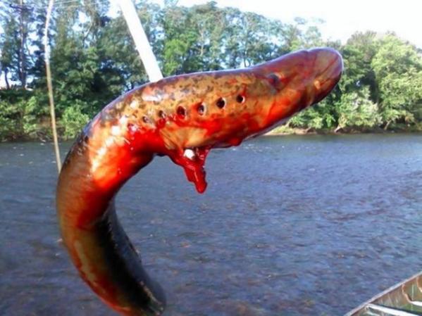 Se trata de una lamprea marina, la cual es una especie de anguila.