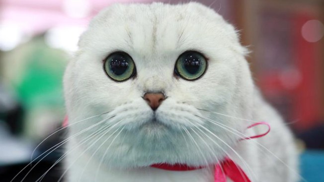 Amistad entre el hombre y los gatos tiene 10.000 años