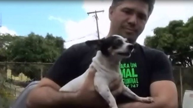 Investigan matanza de perros a flechazos