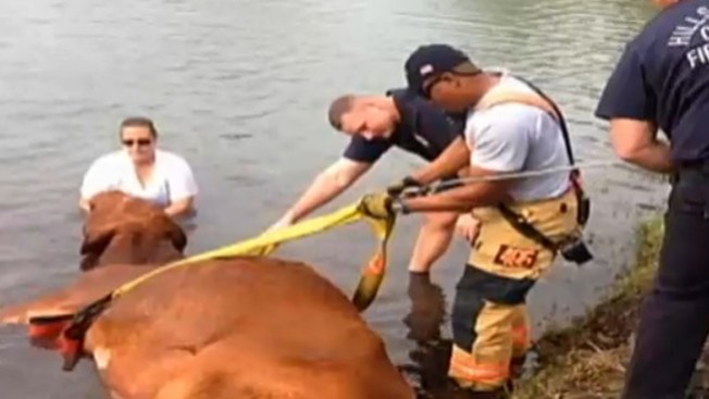 Rescatan una vaca a punto de ahogarse