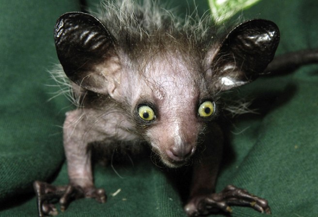 El aye-aye (Daubentonia madagascarensis, antes Chiromys madagascarensis) es un primate estrepsirrino endémico de Madagascar.