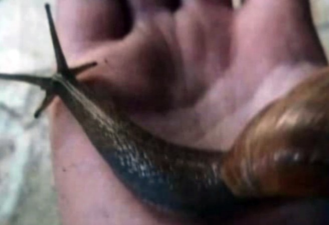 Expertos de la medicina ha advertido a los residentes de no tocar estos peligrosos caracoles.