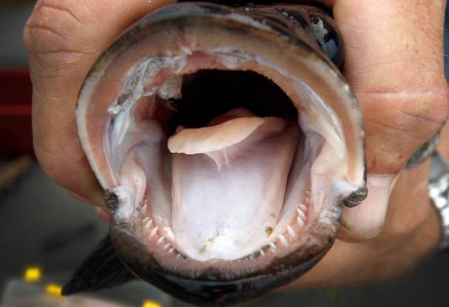1 DE MAYO, 2013: Las autoridades alertan sobre una rara, pero peligrosa especie.
