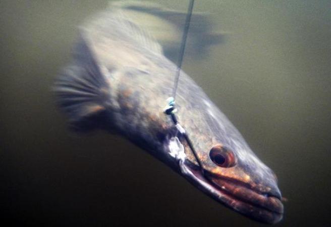 La especie marina-terrestre puede vivir días fuera del agua, ya que es capaz de respirar aire puro como cualquier terrestre.
