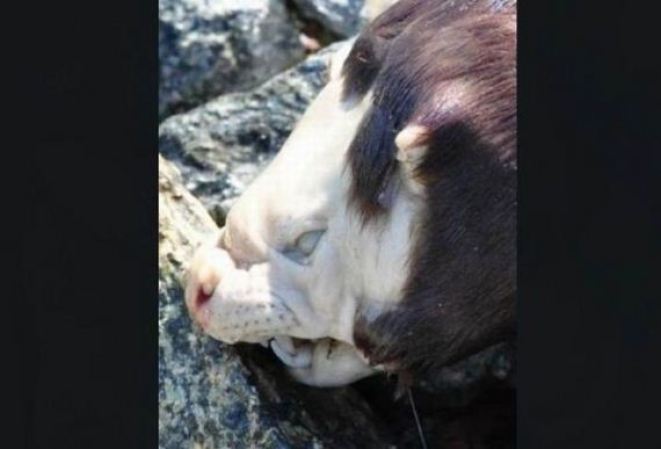 Esta extraña criatura, no identificada, fue descubierta en una costa de Canada.