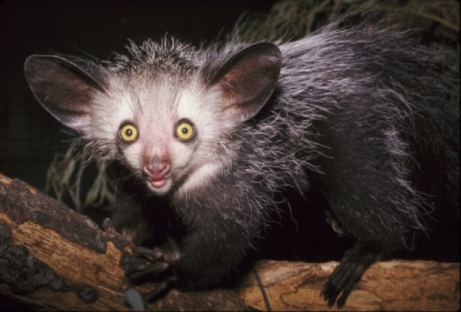 Aye Aye, es un primate propio de madagascar que pertenece a la familia de los lemures. Actualmente en peligro de extinción, posee dientes de roedor con los que roe la corteza de los árboles, y unos dedos largos, y muy finos, con los que rebusca hasta encontrar alimento. Realiza sus actividades de noche.