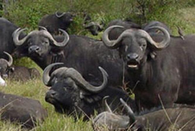 Lo mejor que se puede hacer frente a un búfalo africano es alejarse haciendo el menor ruido posible y esperar que no haya una manada cerca. Ya son muchos los que han fallecido pisoteados por estos animales.