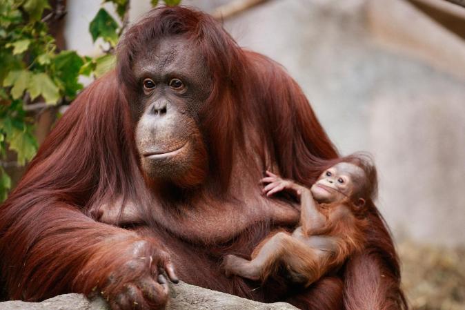 La orangután Sophia cuida a su bebé recién nacido, en el zoo de Chicago.