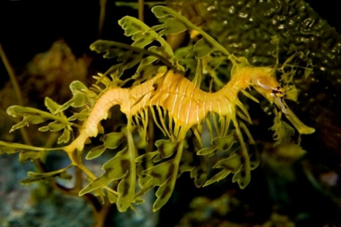 Dragón de mar foliado, es un pez marino parecido al caballito de mar. <br />Su nombre se debe a su aspecto foliado, ya que tiene largas prolongaciones en forma de hojas, útiles para camuflarse. <br />Su único predador es el ser humano, quien lo captura sin querer junto a otros peces o por su recolección como animal exótico.