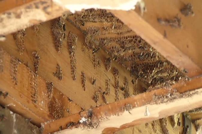 7 DE AGOSTO, 2012: Una casa del sur de la Florida sufre la invasión de un peligroso insecto, o más bien de miles de ellos. <br /> Mira aquí las imágenes y lee los detalles de esta noticia..<br />
