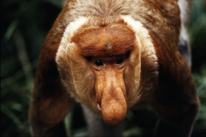 Proboscis Monkey o mono de nariz larga, es típico de Borneo. Su rasgo más significativo es su nariz extremadamente larga y ancha. Algunos expertos atribuyen esta fisionomía la de ser un reclamo sexual para las mujeres de su especie.