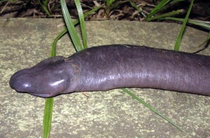 Según científicos, esta especie no tiene pulmones. Su apariencia es algo morbosa e intrigante.