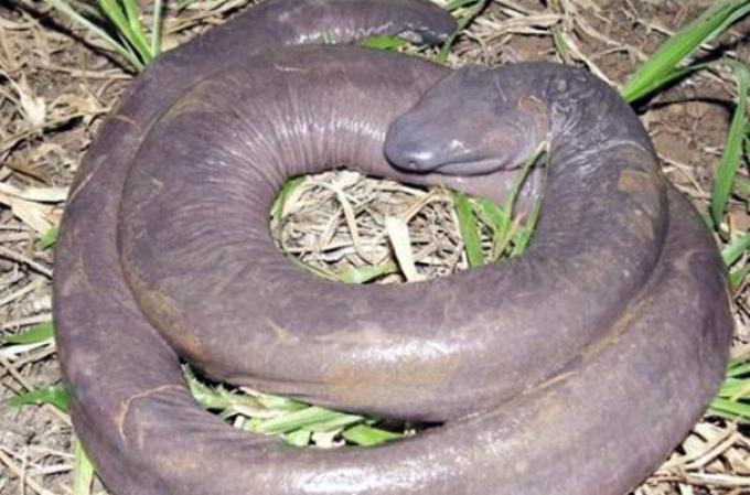 La especie fue descubierta en el río de Madeira, en Rondonia. Si quieres ver una monstruosa criatura dale click aquí