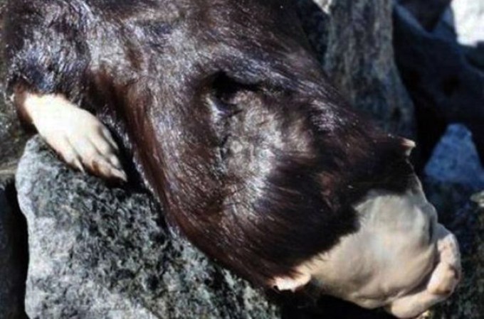 5 DE FEBRERO, 2013: Varias de estas maravillas de la naturaleza son causa de admiración ante su autenticidad.