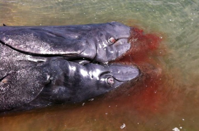 Cada año más de 20,000 ballenas grises viajan de Alaska a México para aparearse y dar a luz.