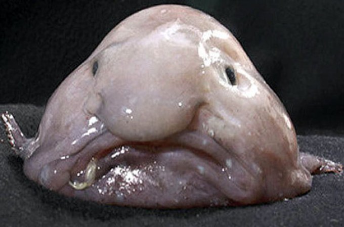 Se trata del pez mancha, también conocido en inglés como “blobfish”, el cual fue considerado como el animal más feo del mundo por miembros de la Asociación de Ciencias Británica.