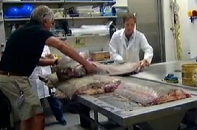 Luego de la autopsia realizada el pasado lunes por el Instituto Scripps de Oceanografía se determinó que los ovarios del pescado contenían cientos de miles de huevos.