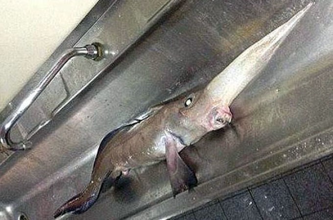 Luego de varias especulaciones los expertos identificaron al marino como un pez quimera, una escasa y extraña especie.