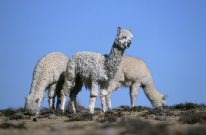 Alpaca, pesa entre 60 y 70 kilogramos.<br /><br />Esta especie es usada en la producción de firbras.