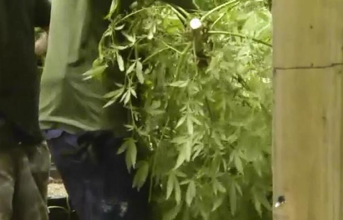 4 DE OCTUBRE, 2012: La policía ha entregado estas imágenes de una redada contra la marihuana. <br /> Mira aquí las imágenes y lee los detalles de esta noticia.<br />