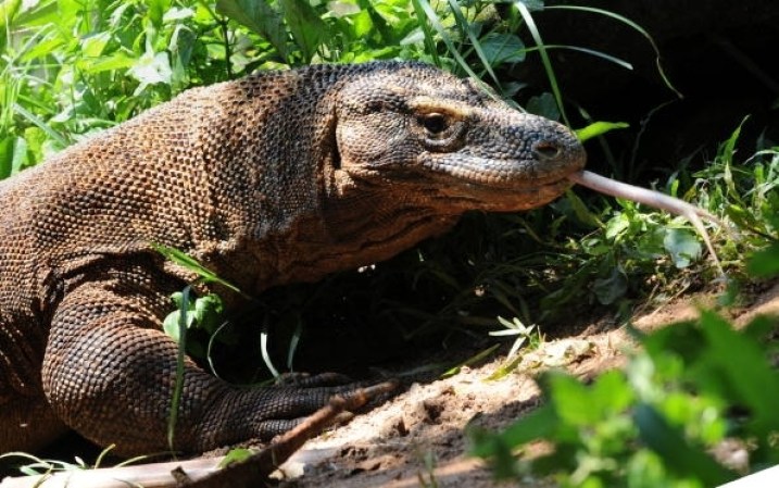 Dragón de Komodo, es un reptil que puede llegar a medir entre 2 y 3 metros de largo y pesar hasta 140 kilos.