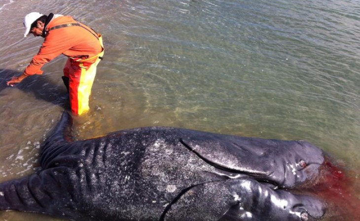 Un grupo de pescadores quedan atónitos ante el hallazgo de dos inusuales crías siamesas de ballena en México.