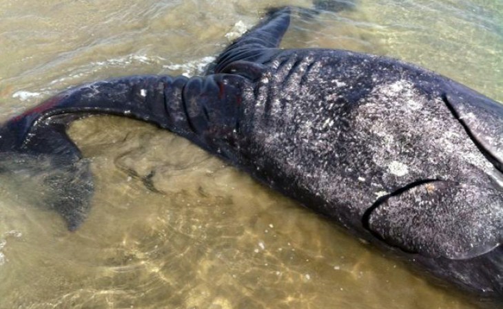 Pescadores mexicanos encontraron a dos inusuales crías siamesas de ballena gris en una laguna del norte del país que murieron poco tiempo después de nacer, informaron autoridades.