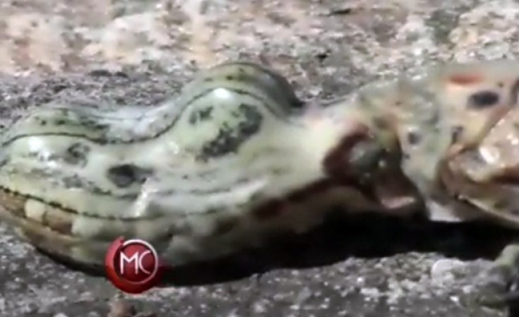 8 DE FEBRERO, 2013: Descubren una extraña especie, aparentemente con cabeza de cocodrilo y cuerpo de mariposa.